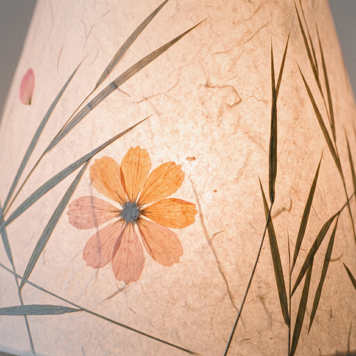 Close view of a real pressed flower and grass blades glowing in the lit paper shade